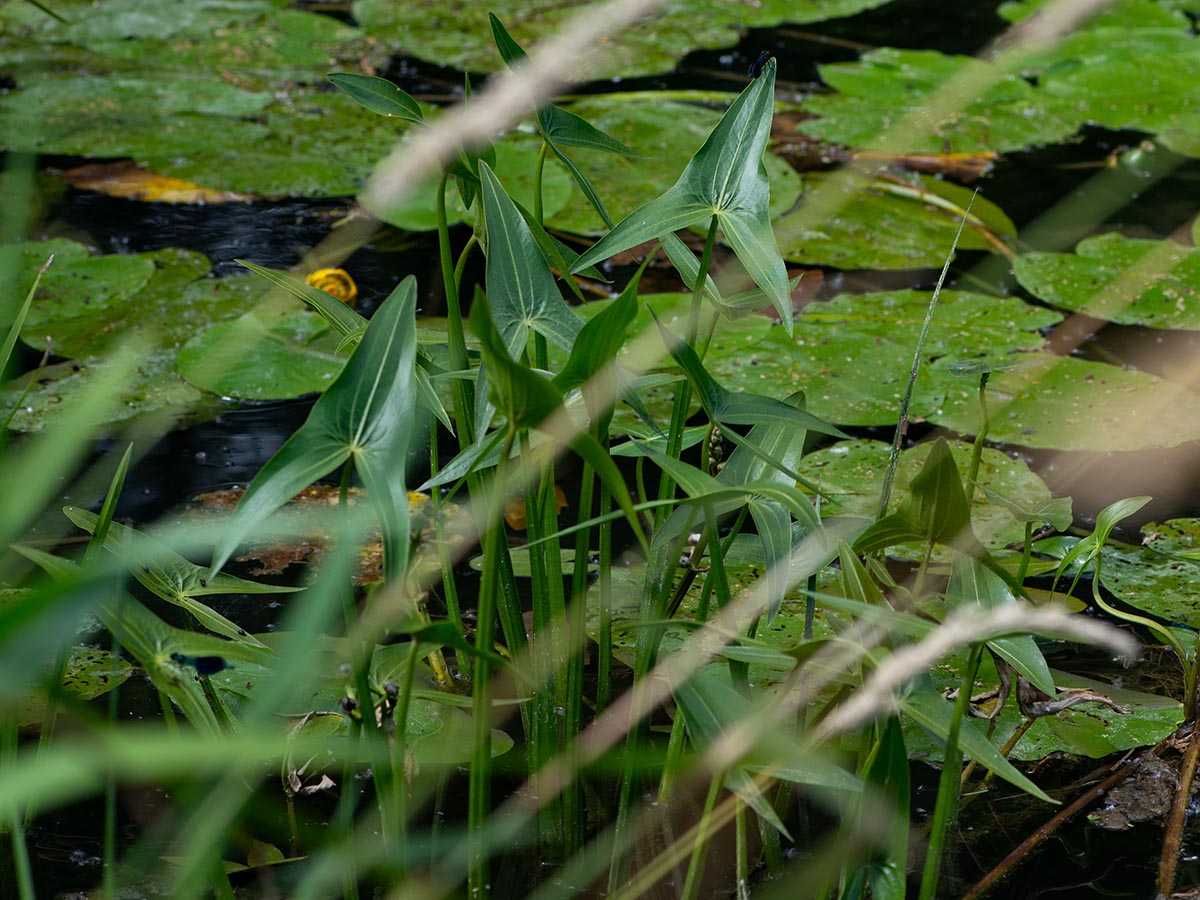 Überwasserblätter